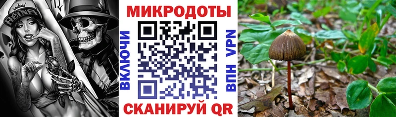 Купить Камызяк Галлюциногенные грибы Psilocybine cubensis